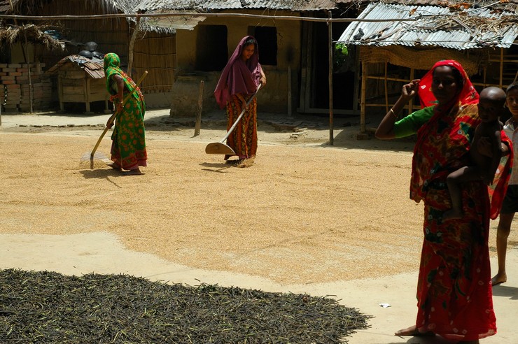 Bamonali, suszenie ryżu (Bangladesh 2008)